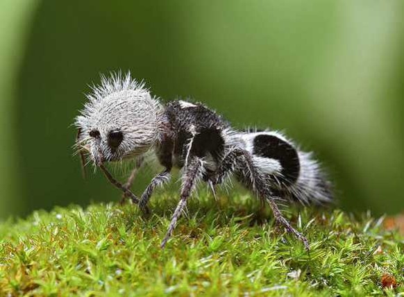 Tiere, die lieber Pandas wären