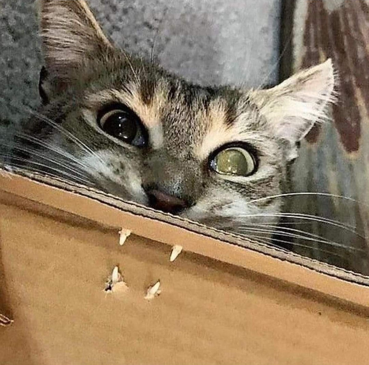 cute news tier katze

https://ch.pinterest.com/pin/3448137209608654/