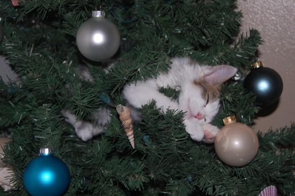 Tannenbaum, Katze
https://imgur.com/gallery/uDrUyPk