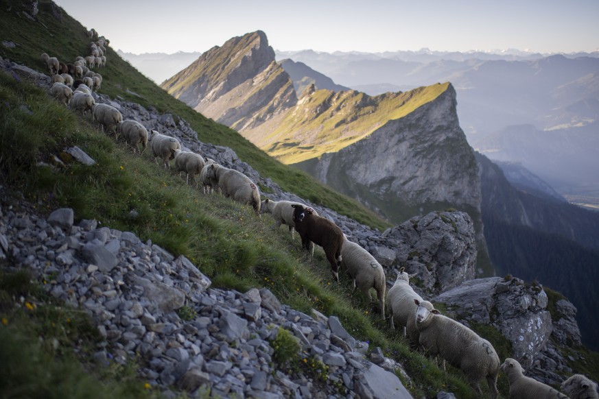 epa08589130 A flock of sheep crosses alpine terrain below the &#039;Falknis&#039; peak (2,562 meters above sea level), in Flaesch, Switzerland, 07 August 2020. During the so-called &#039;Schafuebergan ...