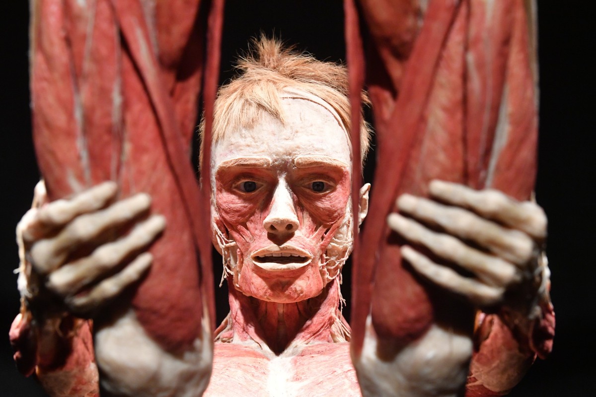 epa10351548 Plastinated human bodies are on display in a preview of 'The Body Worlds' exhibition at the Palace of Culture and Science in Warsaw, Poland, 06 December 2022. The exhibiton that  ...