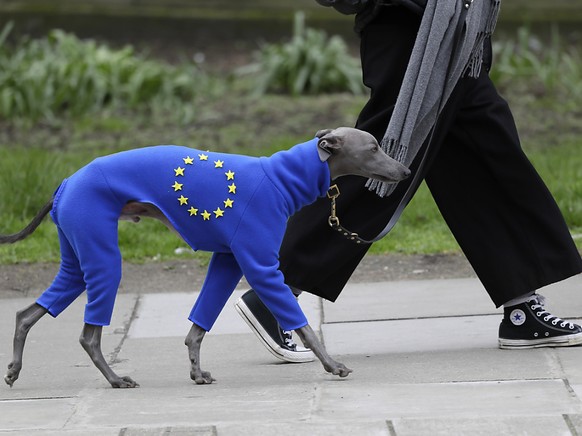 Auch der Hund muss ran: Vierbeiner im europäischen Ganzkörperanzug.