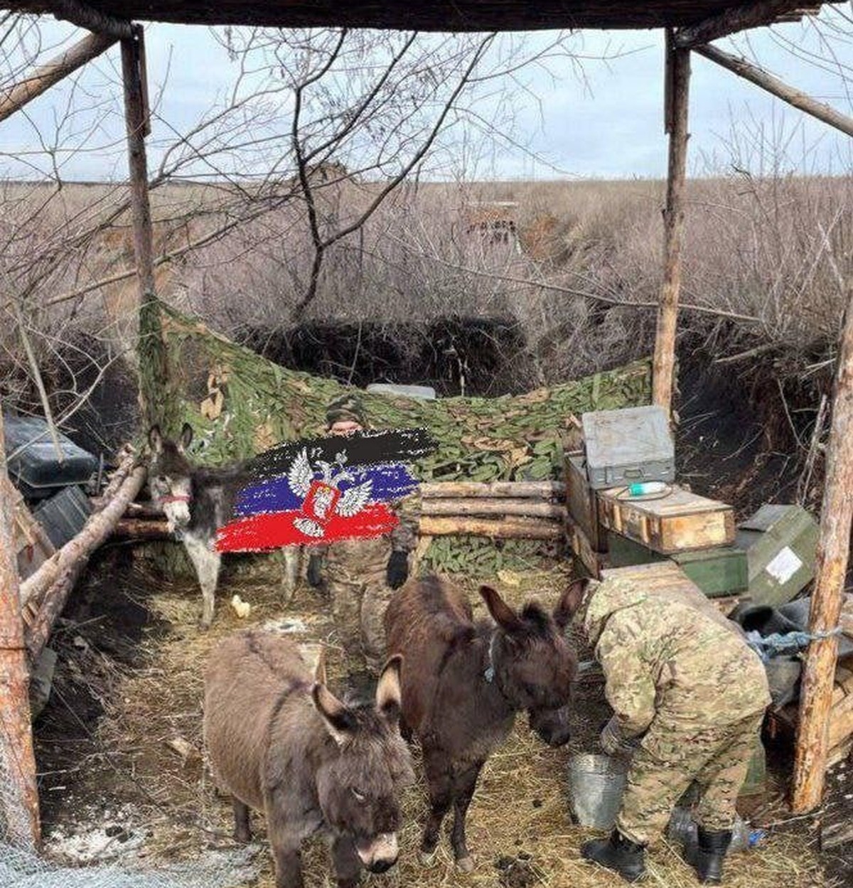 Russische Esel an der Front im Ukraine-Krieg. Anfangs Februar 2025.