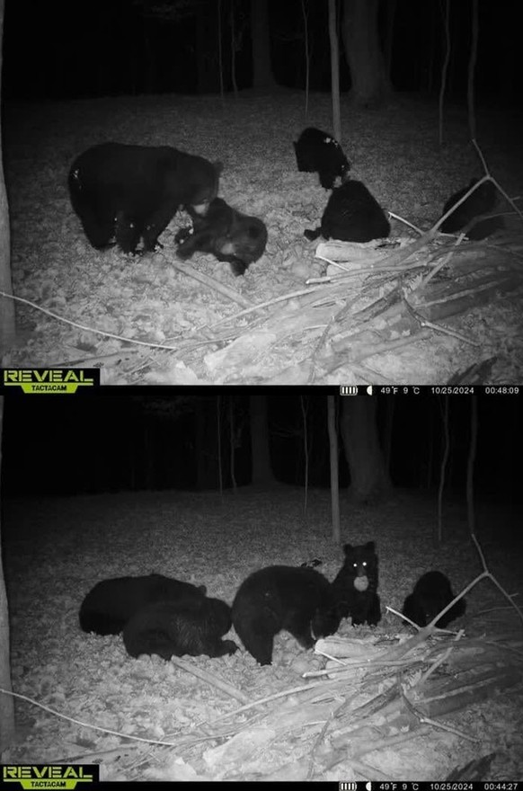 Die lustigsten Bilder von der Wildtierkamera