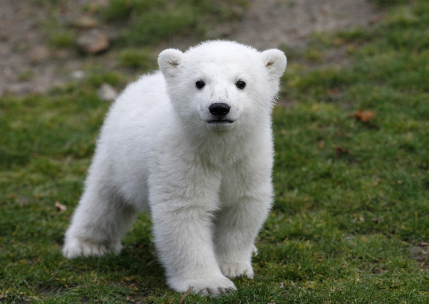 FILE - In this March 23, 2007 file photo, Knut, the polar bear cub, has its first public appearance with his keeper in the Berlin zoo. Scientists in Germany say they have finally figured out what kill ...