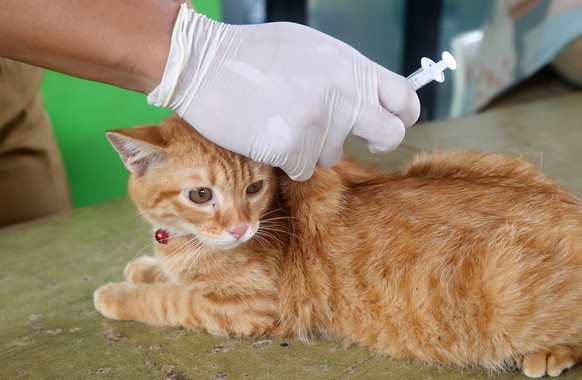 epaselect epa10662739 An Indonesian veterinarian injects rabies vaccine to a domestic cat at a park in Jakarta, Indonesia, 30 May 2023. According to the World Health Organization (WHO) database, at le ...