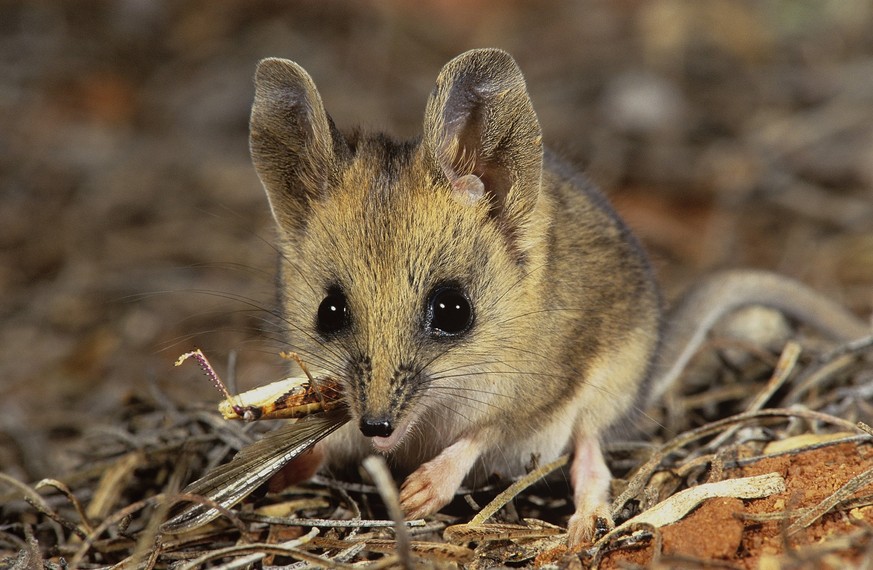 Die Dickschwänzige Schmalfussbeutelmaus, eine kleine Verwandte des Tasmanischen Tigers.