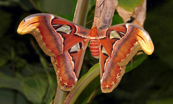 cute news tier atlasspinner
