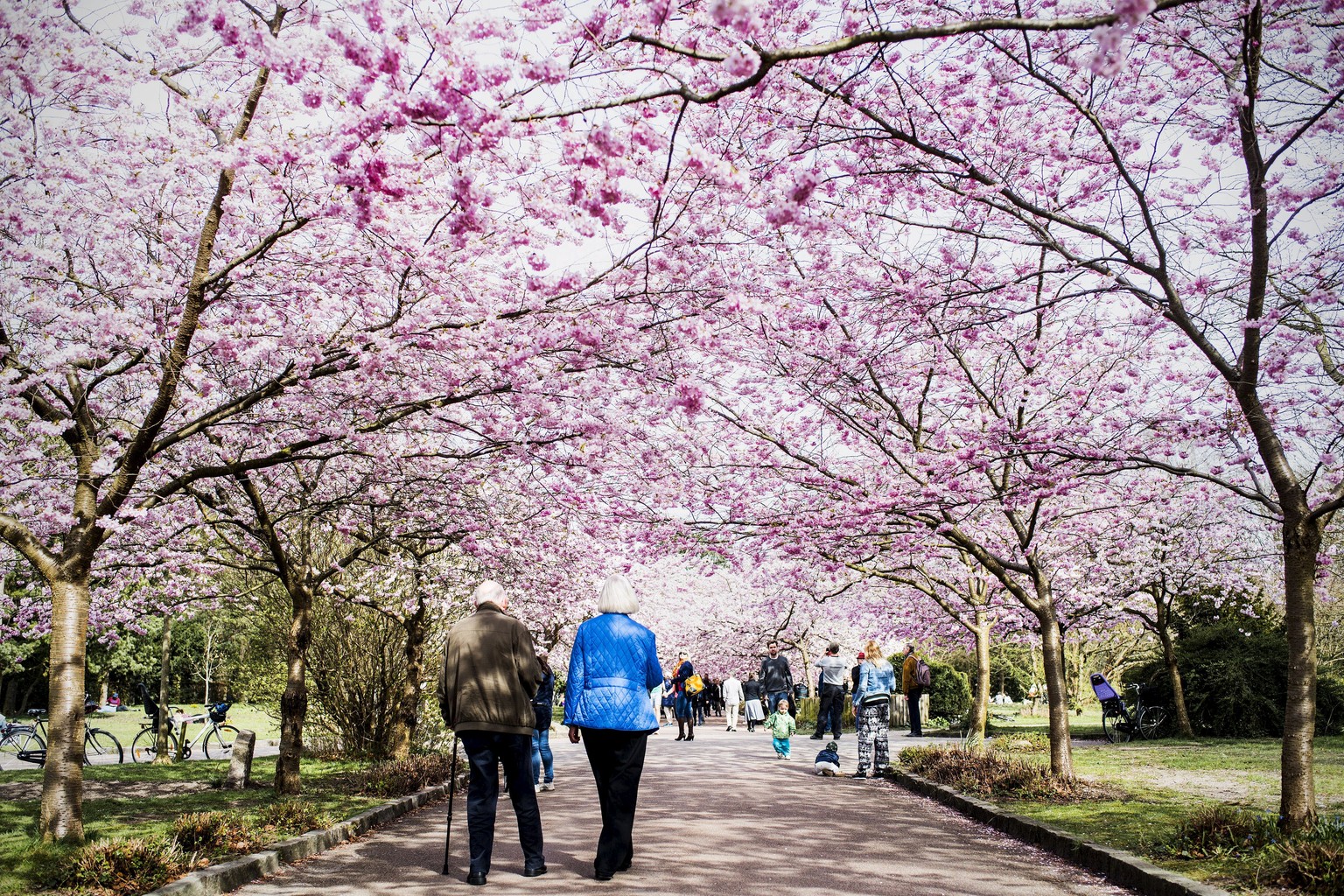 People walk along an avenue of blossoming cherry trees at the cemetary of Bispebjerg in Copenhagen April 21, 2015. REUTERS/Sophia Juliane Lydolph/Scanpix Denmark 

ATTENTION EDITORS - THIS IMAGE HAS B ...