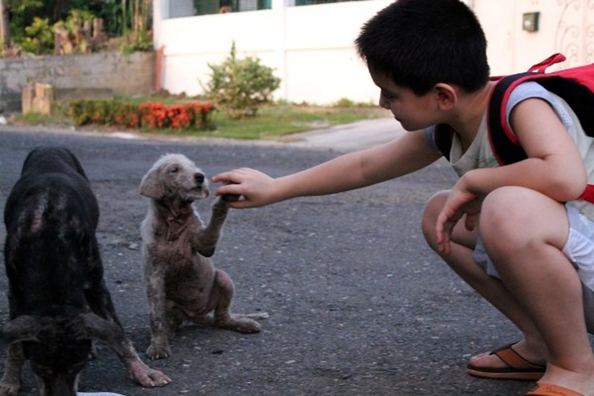 Ken Amante
https://www.happyanimalsclub.org/origins