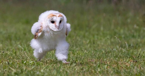 cute news tier eule

https://www.reddit.com/r/aww/comments/13d4lt3/baby_barn_owl_midrun/