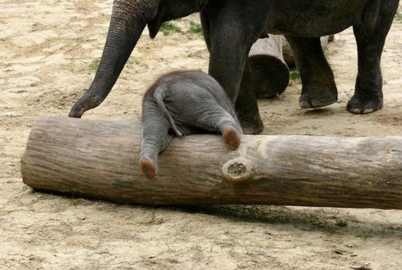 Cute News: Herzige Elefanten