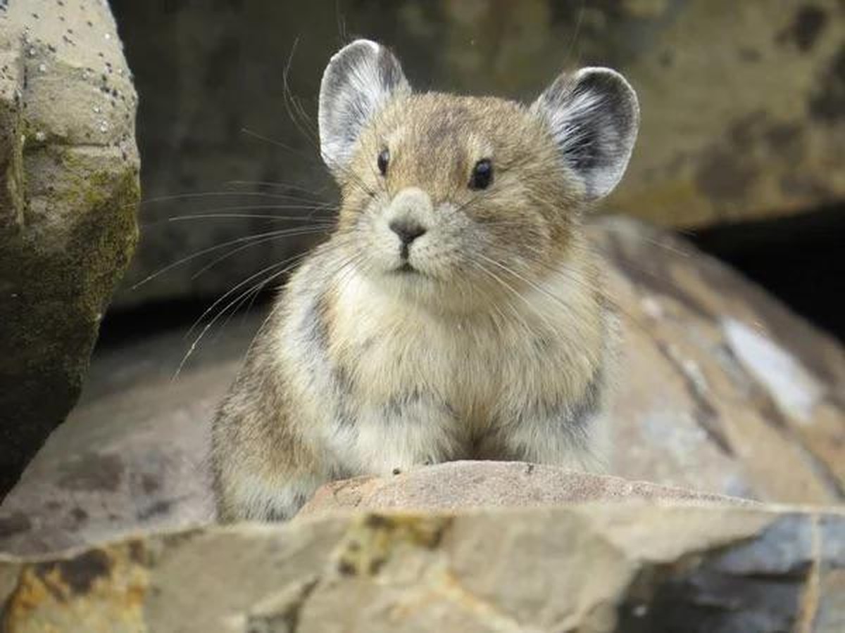 cute news animal tier pika

https://www.reddit.com/r/Awwducational/comments/tqugy6/this_is_a_pika_you_are_more_closely_related_to_it/
