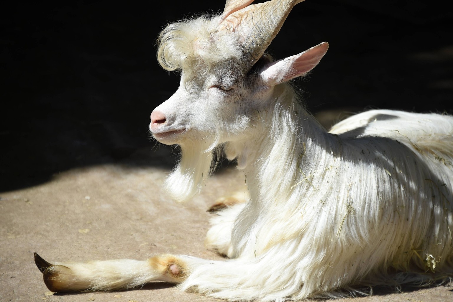 Young goat girgentana. The bioparc of Rome, 17 hectares, 1000 animals of 150 species including mammals, reptiles, birds and amphibians in a botanical setting with hundreds of trees. Rome Italy, July 0 ...