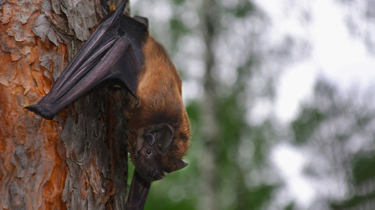 Europas-gr-sste-Fledermaus-frisst-Singv-gel-im-Flug