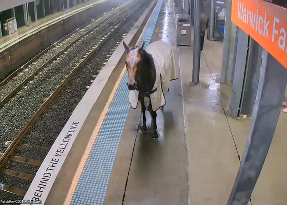 Pferd am Bahnhof «Warwick Farm Railway Station», einem Vorort von Sydney in Australien. 5. April 2024.