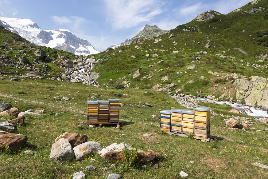 Bienen Berg Schweiz Honig