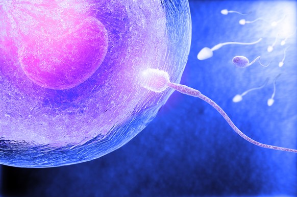 Eizelle, Spermien, Befruchtung
