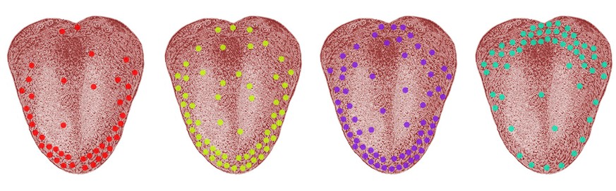 Verteilung der Rezeptoren auf der Zungenoberfläche: süss, sauer, salzig, bitter (v.l.), ohne umami.&nbsp;