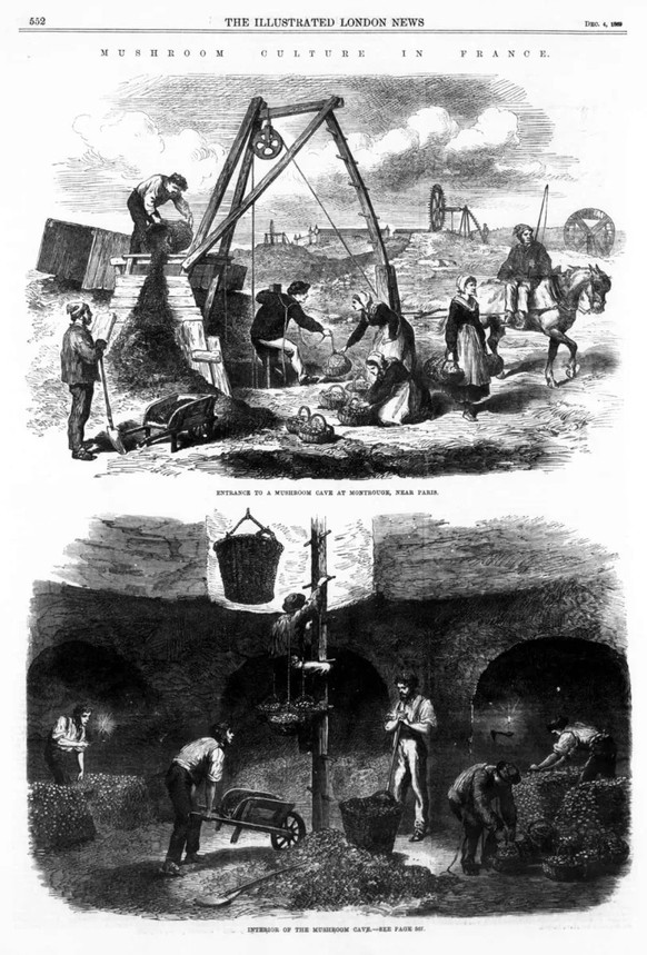 In den Pariser Katakomben wurden ab dem 18. Jahrhundert Champignons gezüchtet, die bald als Delikatesse galten.
https://archive.org/details/sim_illustrated-london-news_1869-12-04_55_1569/page/551/mode ...