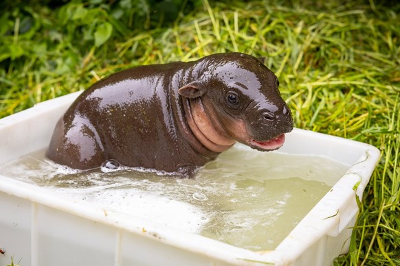 Brötchen, Zwergflusspferd-Baby im Zoo Berlin, Mai 2026