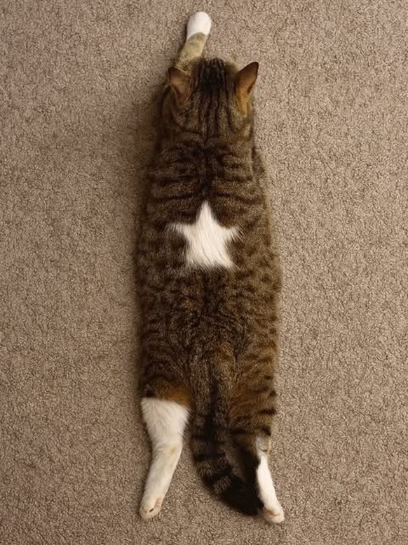 cute news tier katze

https://www.instagram.com/p/DN3PW-v3MCI/