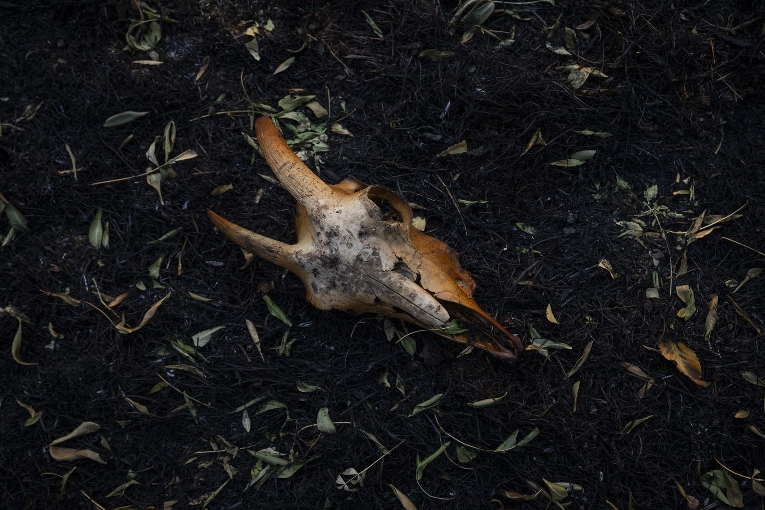 The skull of a goat lies on the ground after a forest fire on a farm in San Martin de Tabara, north-west Spain, Tuesday, July 19, 2022. (AP Photo/Bernat Armangue)