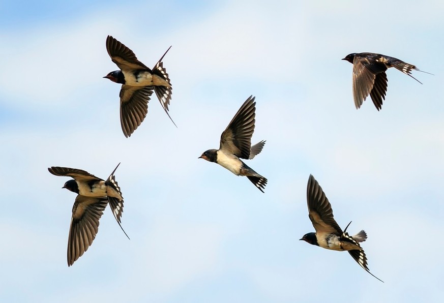 Derzeit findet ein intensiver Vogelzug statt.