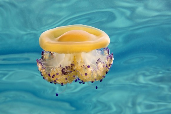 Spain, Mallorca, Mediterranean jelly, Cotylorhiza tuberculata PUBLICATIONxINxGERxSUIxAUTxHUNxONLY YRF000004
Spain Mallorca Mediterranean Jelly Cotylorhiza tuberculata PUBLICATIONxINxGERxSUIxAUTxHUNxO ...