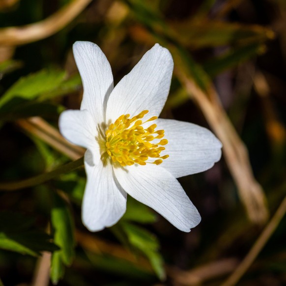 Buschwindröschen (Anemone nemorosa)