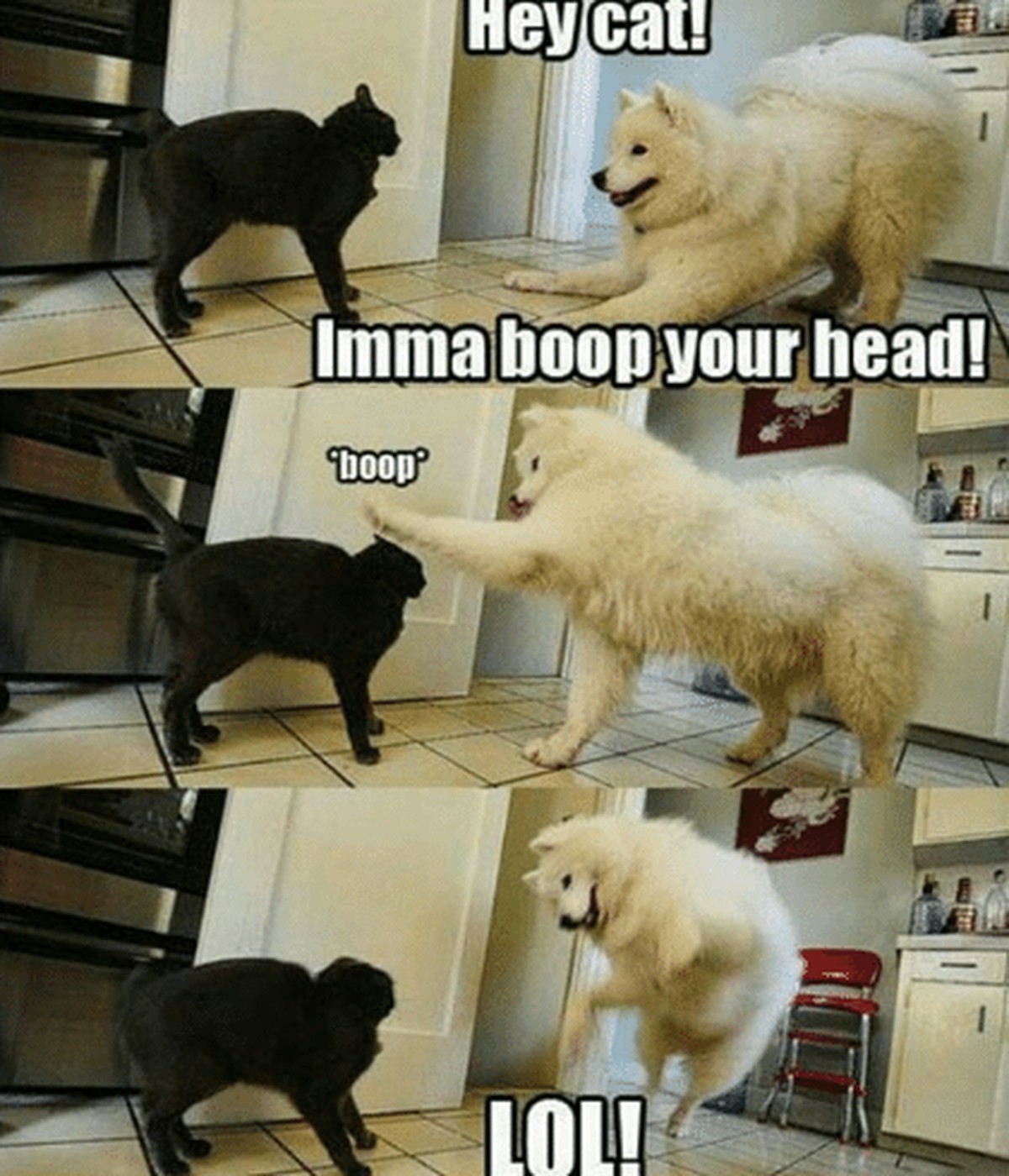Hund und Katze boop-bild
Cute News