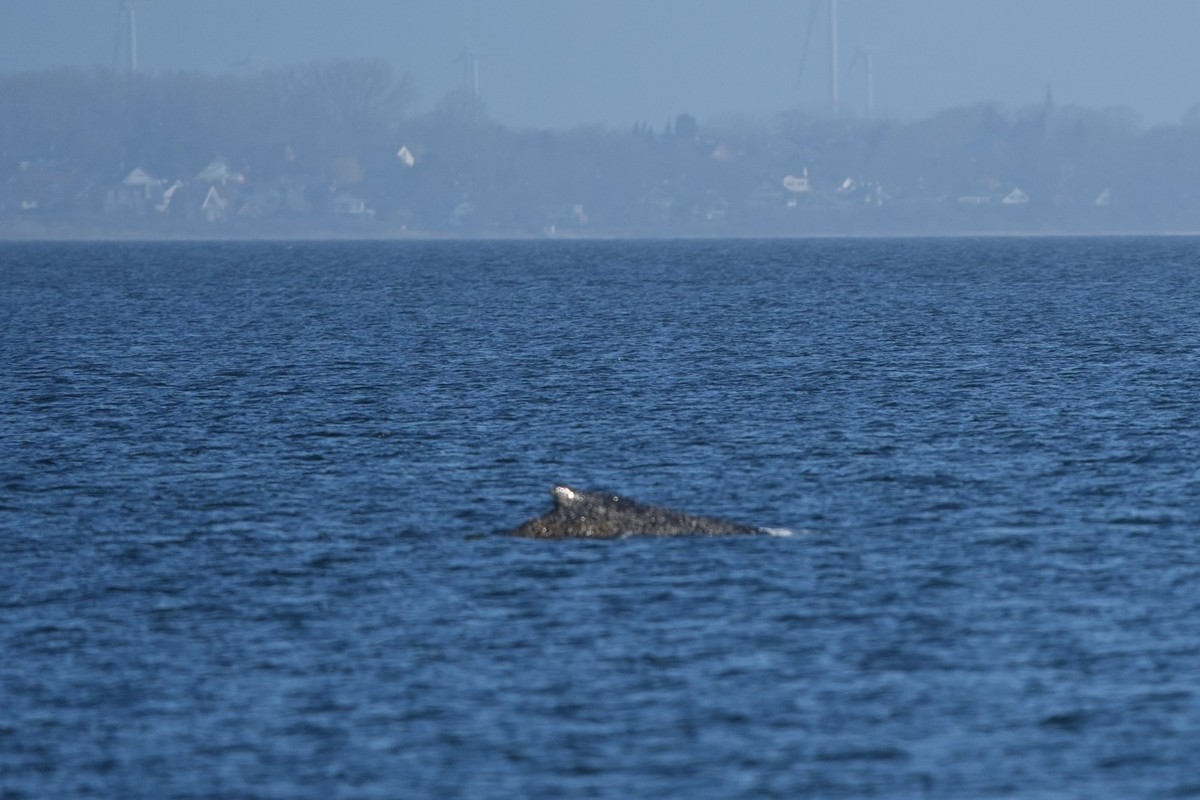 dpatopbilder - 27.03.2026, Schleswig-Holstein, Timmendorfer Strand: Der Buckelwal schwimmt in der Ostsee. Der in der Ostsee vor Niendorf gestrandete Wahl hat sich offenbar befreit. Das Tier war am fr