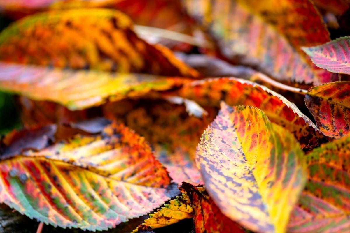 Herbst Blätter Chlorophyll Herbstverfärbung Rauszeit