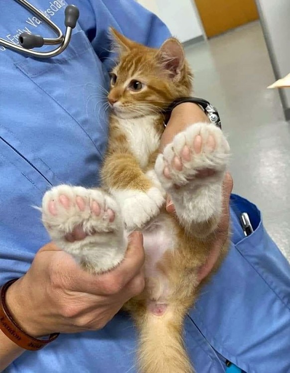 cute news tier katze

https://www.reddit.com/r/cats/comments/q75hky/holy_toebeans_big_foot/
