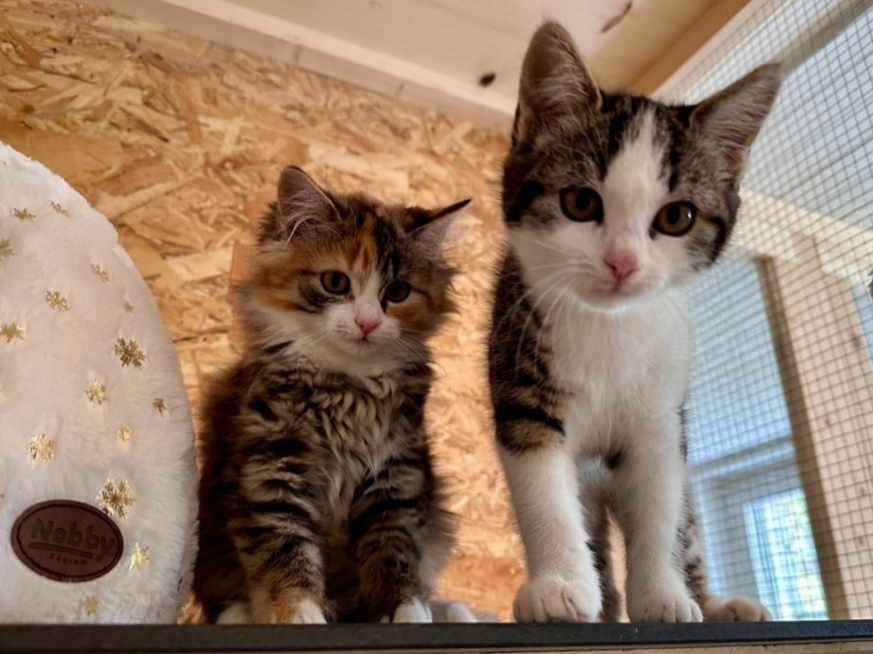 Babykatzen ausgesetzt St.Gallen