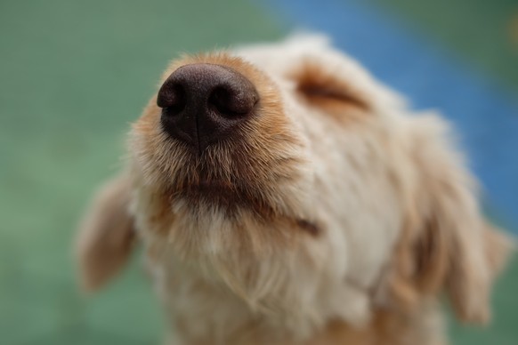 Forsøg Medalje svinge Quiz: Beweise, dass du ein Hunde-Profi bist