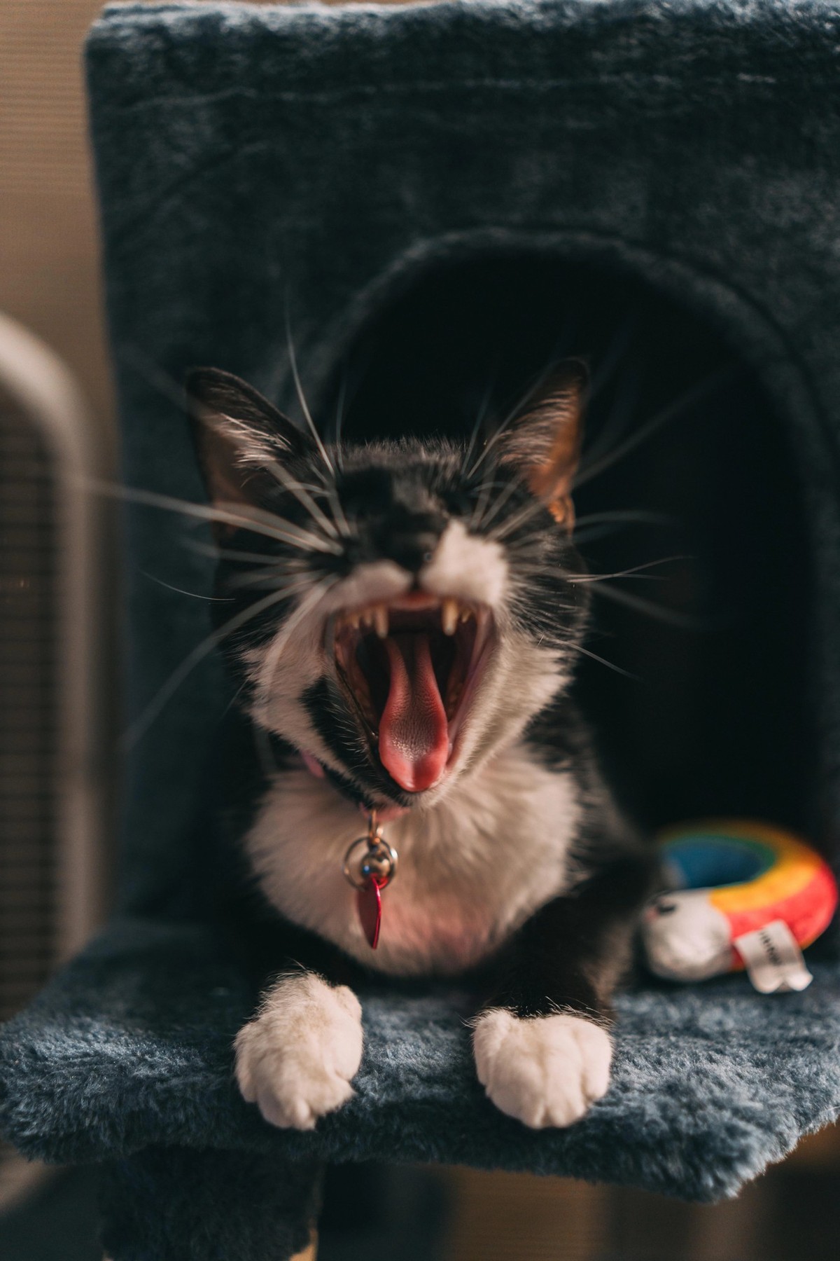 cute news tier katze

https://www.reddit.com/r/cats/comments/1k5pemv/1_month_after_adoption/#lightbox