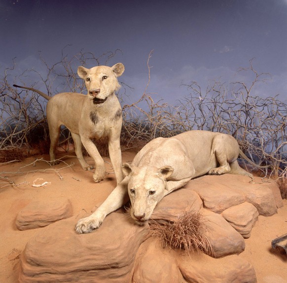 Patterson liess die menschenfressenden Löwen ausstopfen. 1924 verkaufte er sie an das Field Museum in Chicago.