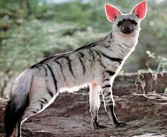 cute news tier erdwolf

https://www.reddit.com/r/NatureIsFuckingLit/comments/17l59c6/while_members_of_the_hyena_family_are_not_usually/