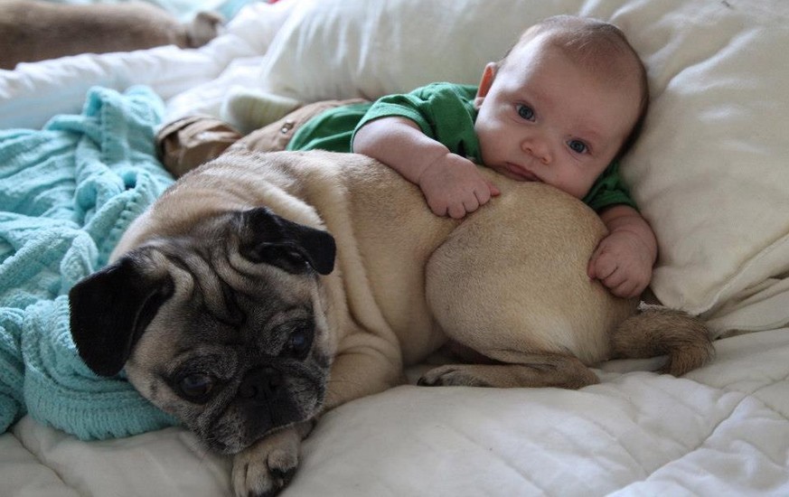 23 Hunde, welche schon beste Freunde mit den Babys sind 