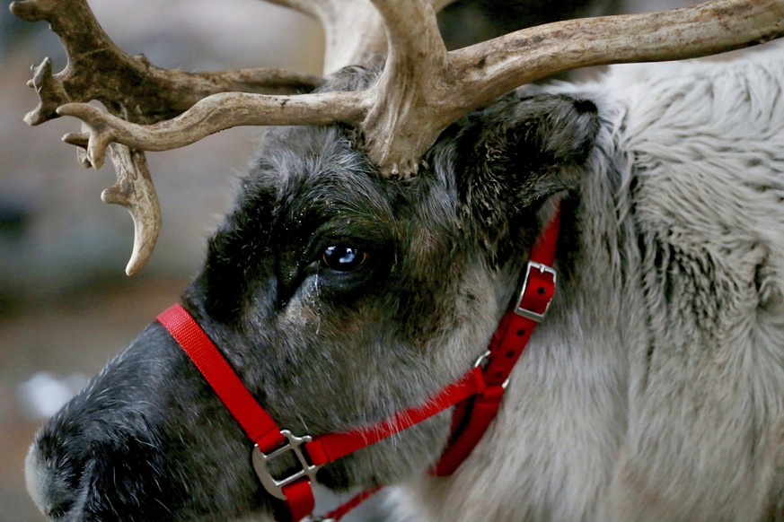 In this Dec. 16, 2018 photo, one of Mark Sopko reindeer named Thunder stands in Branchburg, N.J. Reindeer named Thunder and Jingles, they make their home year-round at Sopko&#039;s Central Jersey farm ...