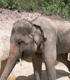 Animiertes GIF