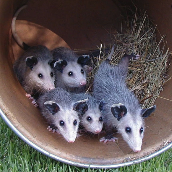 Opossum