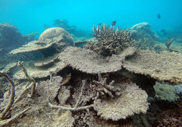 epa05651555 A handout picture taken in November 2016 and made available by the Australian Research Council (ARC) Centre of Excellence for Coral Reef Studies on 29 November 2016 shows dead table corals ...