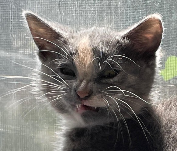 cute news animal cat https://imgur.com/t/aww/eQAcq2N