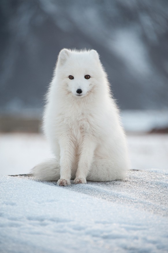 Polarfuchs