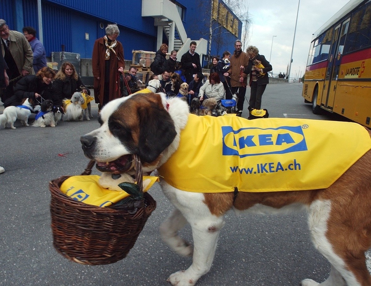 Eine Schar Hunde der Waadtlaender Hundefreunde besucht die IKEA-Filiale in Aubonne (VD) am Freitag, 26. Maerz 2004. Neuerdings bietet das Schwedische Einrichtungshaus ein Sortiment fuer Tiere an. Von  ...