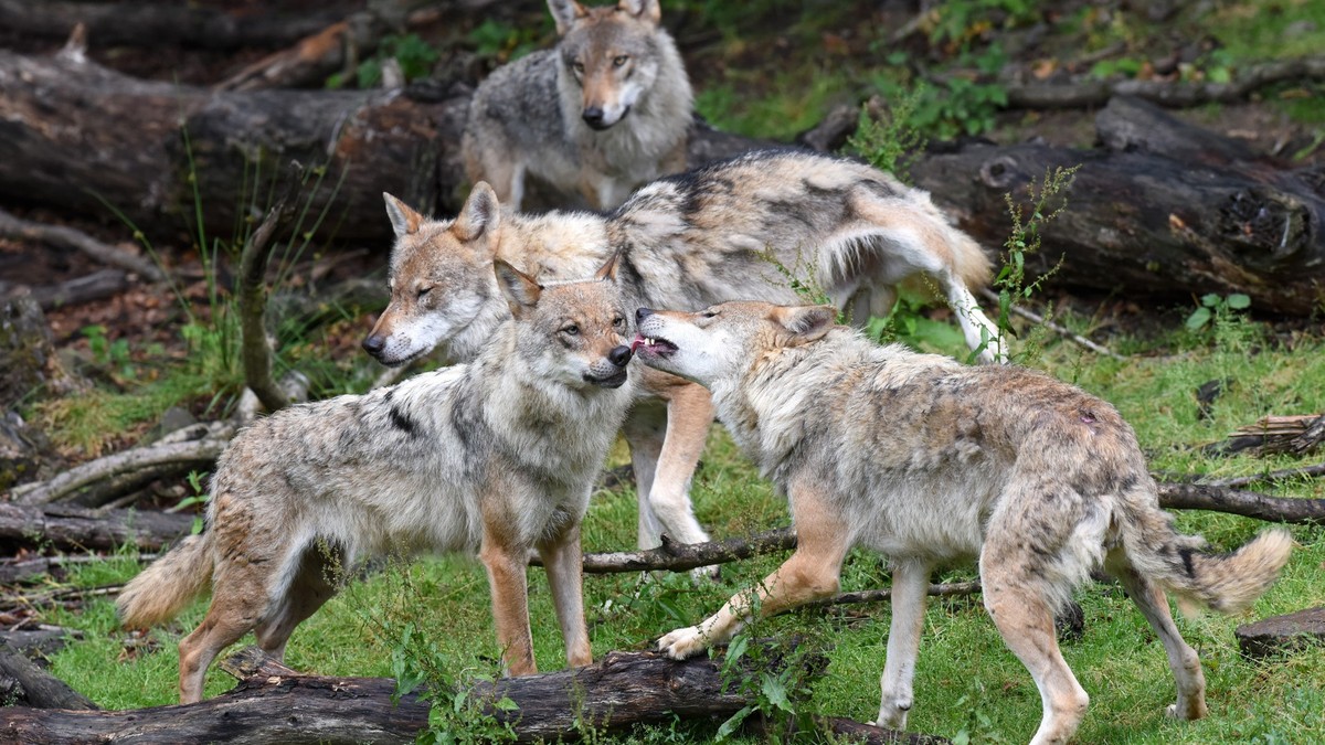 Im-Unterengadin-hat-sich-das-14-Wolfsrudel-Graub-ndens-gebildet
