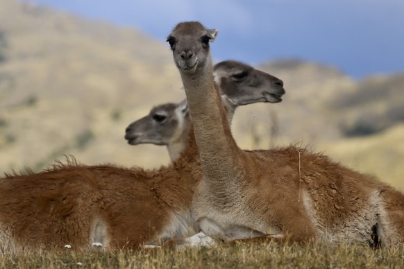 Guanacos sit during a signing ceremony in Patagonia Park, Monday, Jan. 29, 2018. Chile&#039;s president signed decrees creating vast new national parks using lands donated by the Tompkins Conservation ...