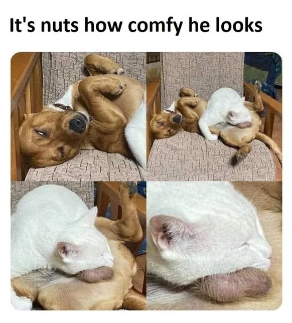 Funny and beautiful dog memes for World Dog Day 2023